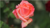 1ee3a8d3-Picture 188.jpg